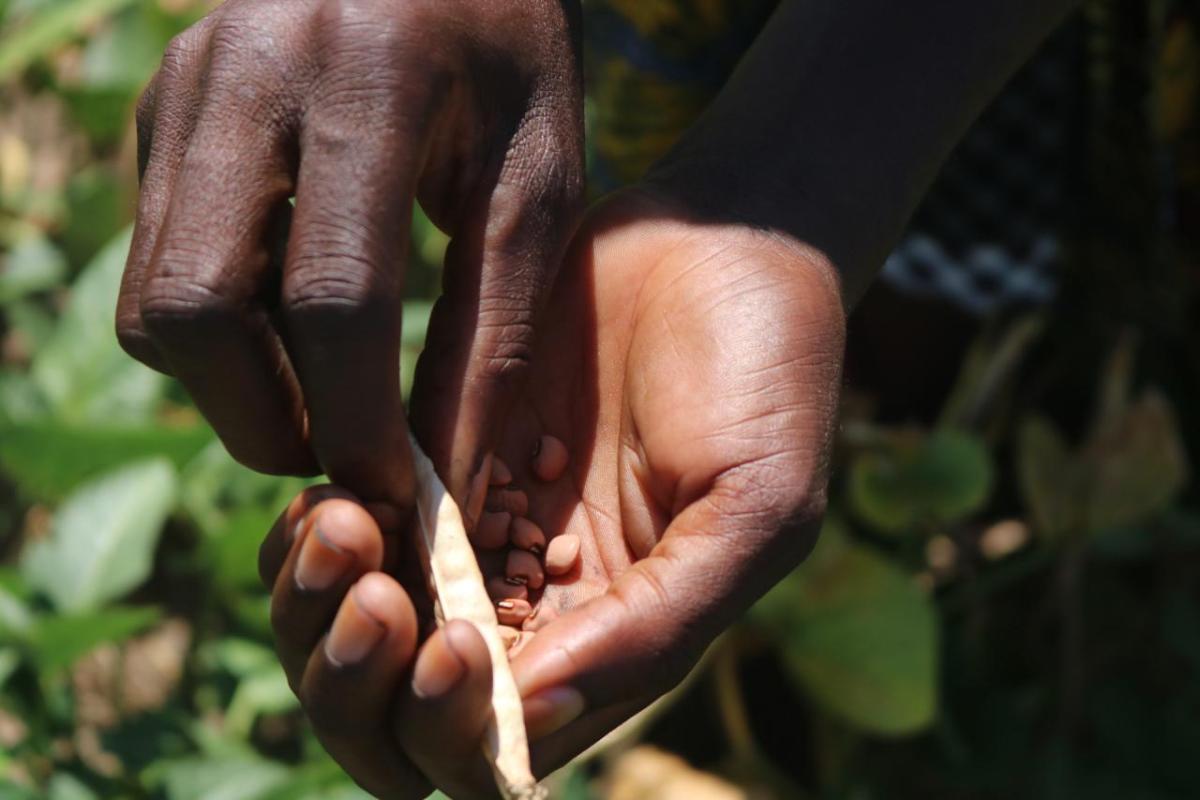 赞比亚正面临二十多年来最严重的干旱西部省超过1200名农户注册反饥饿恢复能力计划,Lukanda营地的农民举一袋牛皮尾巴照片由Kenneal Patterson/反饥饿行动