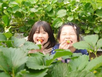 Aya和Shiho在草莓补丁吃草莓