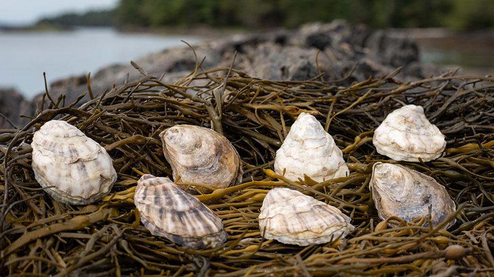 燕壳和大型藻类(如海藻)作为恢复解决方案促进海洋健康